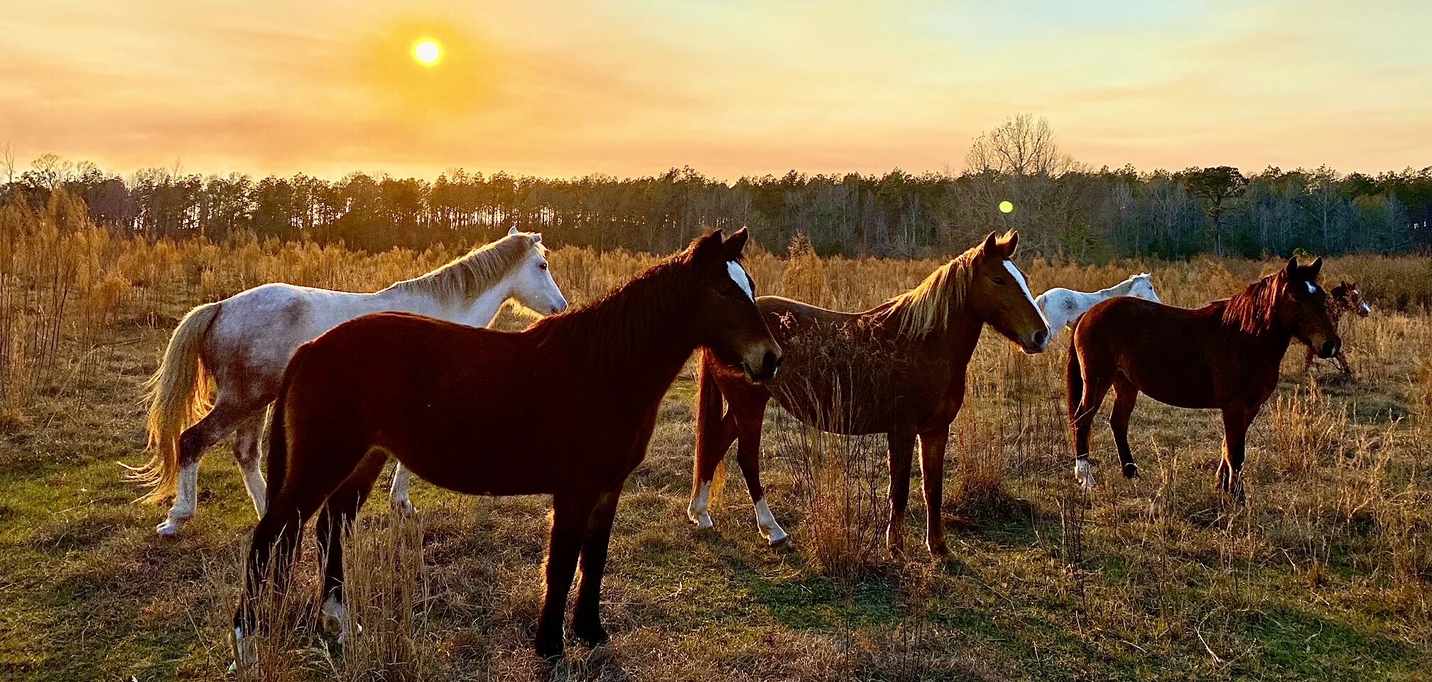 horses 5